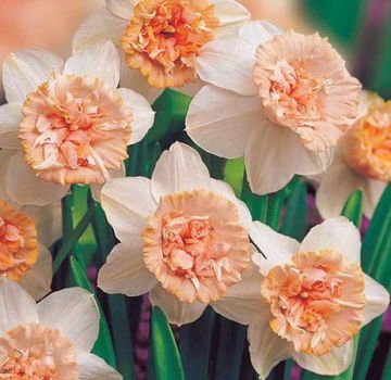 Description and characteristics of Rosie Cloud daffodils, cultivation technology and care