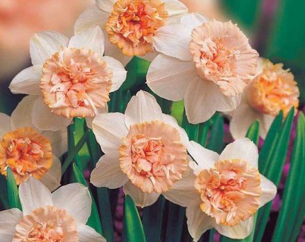 Description and characteristics of Rosie Cloud daffodils, cultivation technology and care