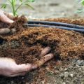 ¿Qué fertilizantes alimentar a los tomates después de plantarlos en campo abierto?