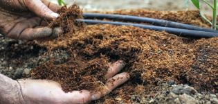 Quels engrais pour nourrir les tomates après la plantation en pleine terre