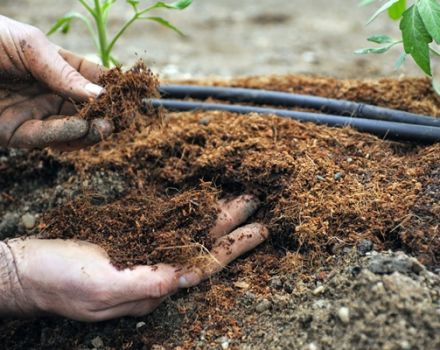 ¿Qué fertilizantes alimentar a los tomates después de plantarlos en campo abierto?