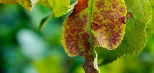 Why plum leaves curl, what to do and how to process them