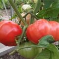 Descripción del tomate rosa de postre, características de cultivo y reseñas.