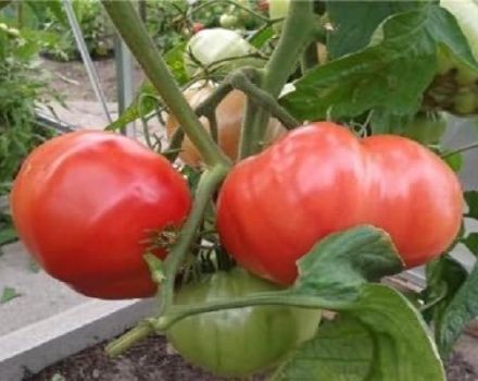 Description de la tomate rose de dessert, caractéristiques de culture et avis