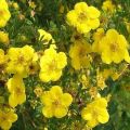 Descripción de las variedades de Potentilla Goldfinger, reglas de plantación y cuidado.