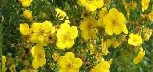 Descripción de las variedades de Potentilla Goldfinger, reglas de plantación y cuidado.