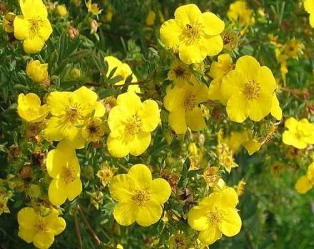 Descripción de las variedades de Potentilla Goldfinger, reglas de plantación y cuidado.