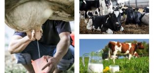 ¿A qué edad comienza una vaca a ordeñar y cómo se produce?