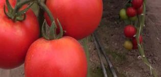 Características de la variedad de tomate Rally, su rendimiento