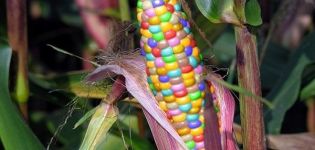 Description of varieties of multi-colored corn, its use