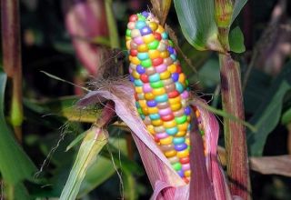 Description des variétés de maïs multicolores, son utilisation