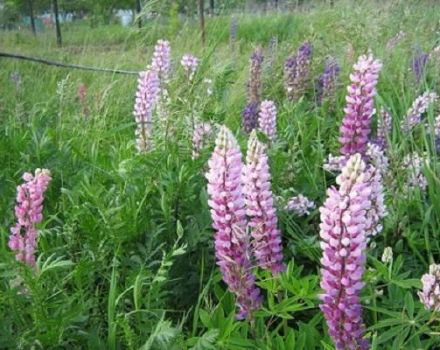 Značajke uzgoja lupine, kao siderata i kada ga je bolje sijati