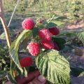 Descripción y características de la variedad de frambuesa Patricia, plantación, cultivo y cuidado.