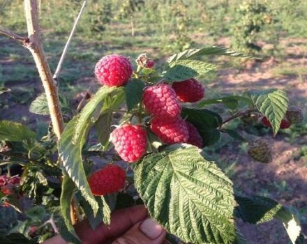 Descripción y características de la variedad de frambuesa Patricia, plantación, cultivo y cuidado.