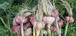 When do you need to dig garlic in Russia and the regions?