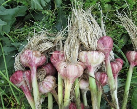 When do you need to dig garlic in Russia and the regions?