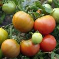 Characteristics and description of the tomato variety Wind Rose