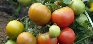 Characteristics and description of the tomato variety Wind Rose