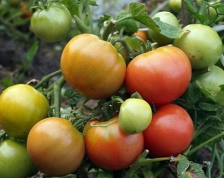 Characteristics and description of the tomato variety Wind Rose