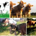 Examen des meilleurs modèles de bergers électriques pour vaches et comment les installer, instructions