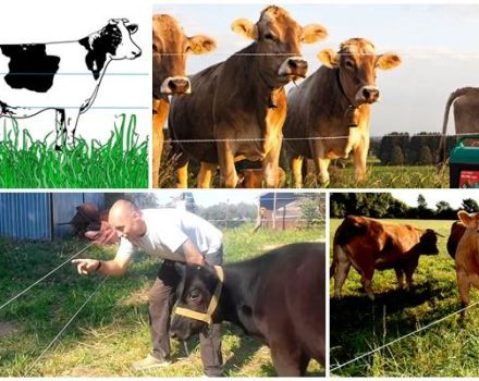 Examen des meilleurs modèles de bergers électriques pour vaches et comment les installer, instructions