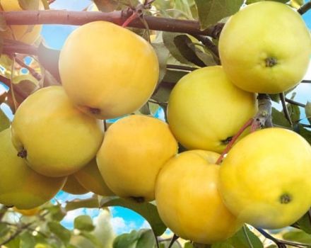 Characteristics and description of the variety of apple trees Papiroyantarnoye, features of cultivation and yield