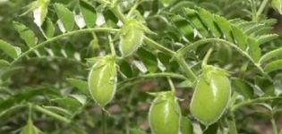 Useful properties and contraindications of chickpeas, how to germinate it