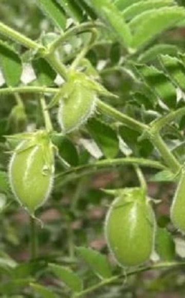 Useful properties and contraindications of chickpeas, how to germinate it