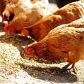 How many grams of feed should a hen give per day