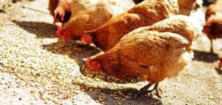 ¿Cuántos gramos de alimento debe dar una gallina al día?