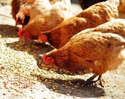 How many grams of feed should a hen give per day