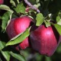 Popis a vlastnosti, výhody a nevýhody jablek Red Delicious, jemnosti pěstování