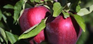 Description and characteristics, advantages and disadvantages of Red Delicious apples, the subtleties of cultivation