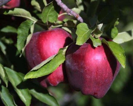 Popis a vlastnosti, výhody a nevýhody jablek Red Delicious, jemnosti pěstování