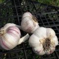 Description of the Kharkov purple garlic variety, features of cultivation and care