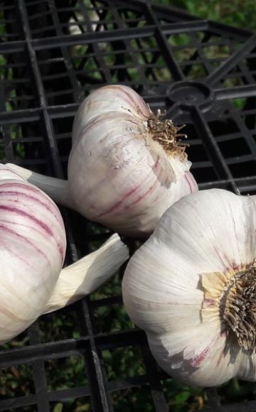 Descripción de la variedad de ajo morado de Jarkov, características de cultivo y cuidado.