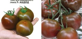 Description of the Ashdod tomato variety and its characteristics