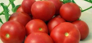 Description of the tomato variety Generosity, cultivation features and yield