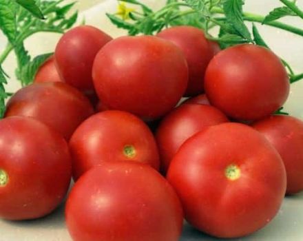 Penerangan mengenai varieti tomato Kemurahan hati, ciri penanaman dan hasil