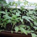 Comment planter et faire pousser des tomates sans cueillir les semis