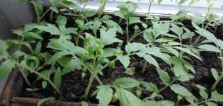 How to plant and grow tomatoes without picking seedlings