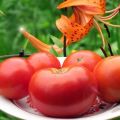 Caractéristiques et description de la variété de tomate Sibiryak, Sibiryachok et Mamin Sibiryak, leur rendement