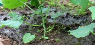 Cómo criar y alimentar adecuadamente los pepinos de ceniza.