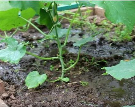 How to properly breed and feed ash cucumbers