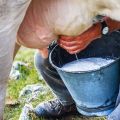 Why cow's milk is bitter and what to do, how to restore normal taste