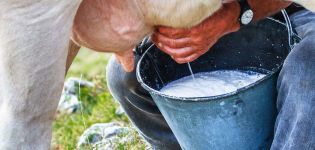 Why cow's milk is bitter and what to do, how to restore normal taste