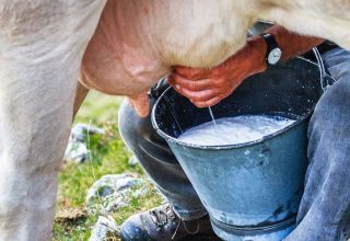 Mengapa susu lembu pahit dan apa yang harus dilakukan, bagaimana mengembalikan rasa normal