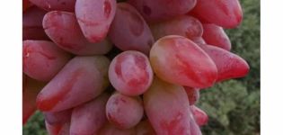 Description of the variety and characteristics of the grapes Original, cultivation and yield