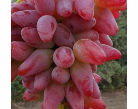 Description of the variety and characteristics of the grapes Original, cultivation and yield