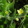 How to pinch watermelons correctly, scheme for open ground and greenhouses, planting and care